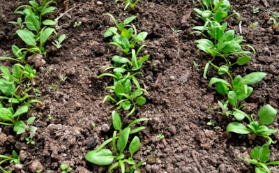 Рулон двойного назначения — не только вытирать, но и сеять: этот дачный лайфхак избавит от возни с семечками и сбережет кучу нервов