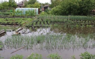 Пока соседи смотрят на тонущий урожай — я спасаю грядки: с этими советами сезон дождей перестанет быть угрозой для участка
