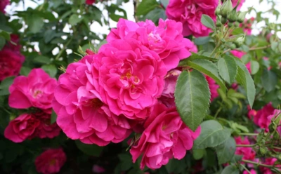 Цветут до заморозков — а капризов ноль: разбираемся, за что садоводы так любят канадские розы