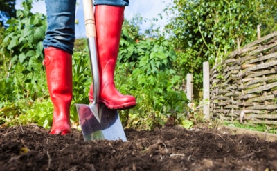 Кто спит под снегом: осенью пора выгнать вредителей и оздоровить землю — используем эффективные методы