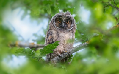 Кто слышит лучше всех: этих животных природа наделила суперспособностями, о которых человек может только мечтать