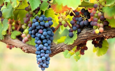 Взял секатор — режь: правильная осенняя обрезка обеспечит вас в новом сезоне рекордным урожаем сочного винограда