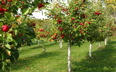 Проверил на своем участке: осенняя посадка действительно лучше весенней — сажаю сад эффективней и с экономией