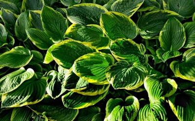 Королева тенистого сада: секреты ухода за хостой, чтобы листья оставались пышными и яркими