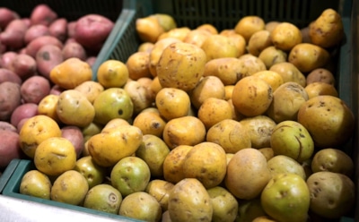 Огород полон сюрпризов — неприятных: стало известно, какие овощи с грядки могут нести опасность