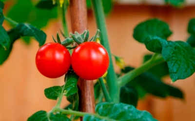 Белая пудра на листьях чуть не оставила без помидоров: рассказываю, как вовремя распознать мучнистую росу и спасти урожай