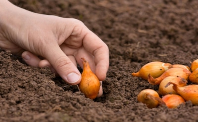 Весной отдыхаю, а лук уже вовсю растет: просто рискнул посадить осенью — теперь соседи клянчат секрет урожая