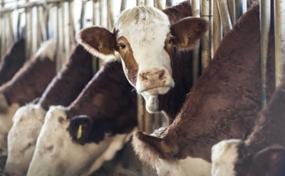 От овсяных отрубей к суперпротеину: российские ученые предложили дешевый и эффективный корм для скота