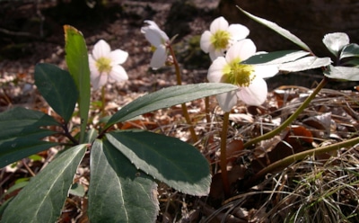 Осенью посадишь — весной порадуешься: сад еще спит, а кукуряк уже тянется к солнцу