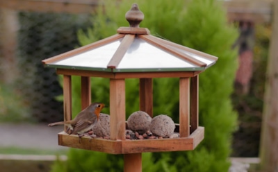 Подкормите осенью — избавитесь от вредителей следующим летом: как сделать птиц своими союзниками