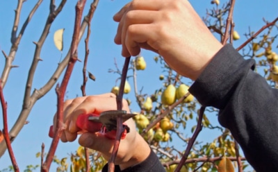 Осень наступает — рука сама тянется к секатору: проведите обрезку в саду, чтобы ваши деревья встретили весну счастливо
