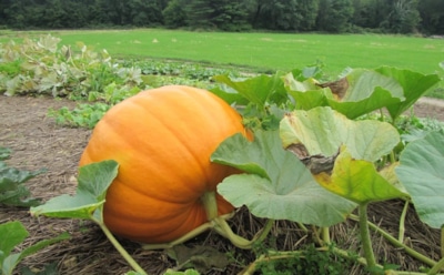 Осенний момент истины: выбираем идеальное время для сбора тыквы