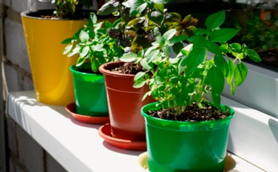 Химия больше не потребуется: эти растения выгонят пауков из вашего дома лучше любых ядов