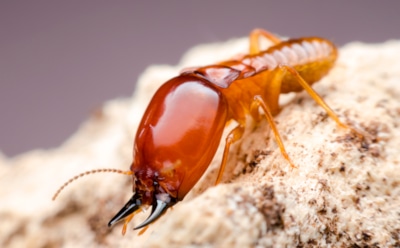 Термиты в доме — полы и стены под угрозой: тревожные признаки заражения и проверенные способы борьбы с опасными насекомыми