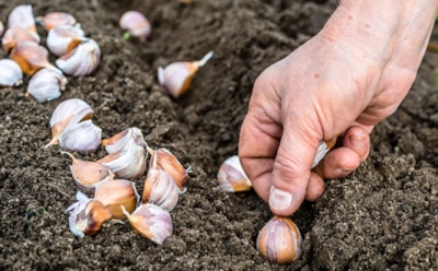 Осенние капризы чеснока: правильная подкормка перед зимой подарит крупные головки в новом сезоне — вот что нужно делать