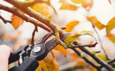 Осенью секатор пускаем в дело: эти цветы пора укоротить, чтобы весной они зацвели щедро