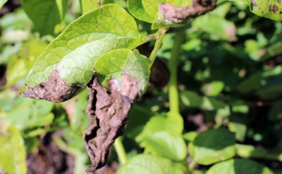 Фитофтороз не переживет осени: перед холодами обработайте грядки этим составом — и грибок такого не вынесет