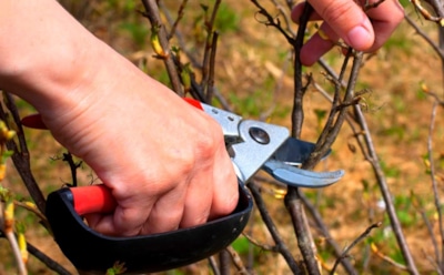 Пришла осень — пора заняться кустарниками: обрежьте малину и смородину правильно — обеспечьте щедрый урожай в новом сезоне