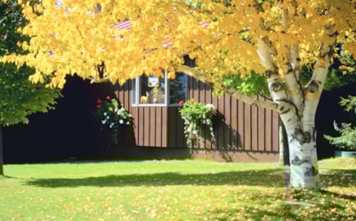 Не дает света ни яблоне, ни смородине — пора урезать березе аппетиты: сделайте ее снова послушной уже этой осенью