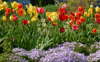 Превратите свой участок в филиал Голландии — и начните уже осенью: потрудитесь сейчас — а весной вас встретят яркие тюльпаны