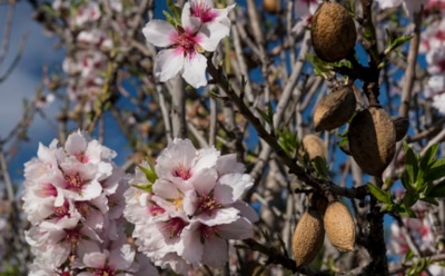 Хотите весной ахнуть — сажайте уже осенью: миндаль сделает ваш сад по-настоящему роскошным