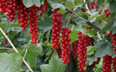 Осенняя забота о смородине: как обработать куст, чтобы не потерять урожай