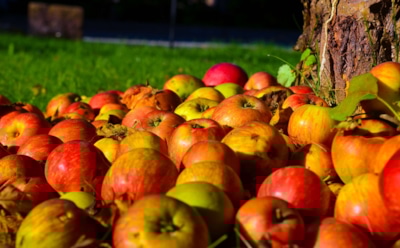 Падалица накликает беду: опавшие яблоки и груши могут заразить весь сад