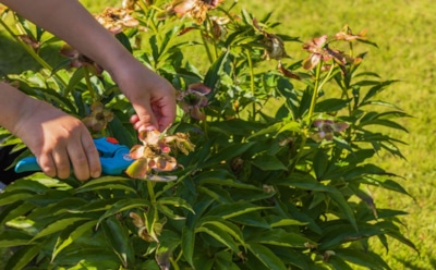 Обрезка пионов — спасение или вред: стоит ли обрезать пионы сразу после цветения