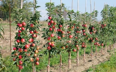 Посадите это немедленно: культуры, которые точно стоит сажать осенью