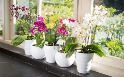 Осенний ритуал для любимых орхидей: эта элементарная подкормка спасает от слабых корней и тусклых бутонов