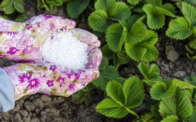 Осенью не подкормил — весной ягодок не увидел: какие вещества нужны клубнике перед зимней спячкой