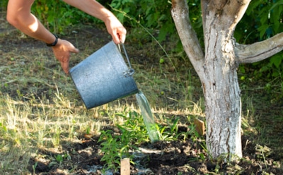 Кипяток под яблоню: этот горячий способ избавит сад от вредителей и болезней
