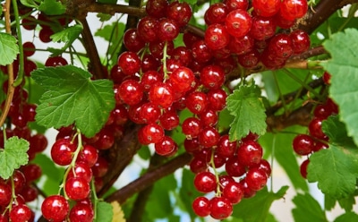 Что скрывает красная смородина: факты из истории, о которых мало кто знает