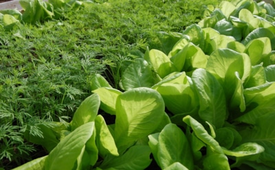 Осенью в землю — весной на стол: хитрости посадки для ранних урожаев