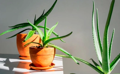 Зеленый уголок склеротика — для тех, кто все забывает: эти комнатные цветы точно не погибнут без ухода