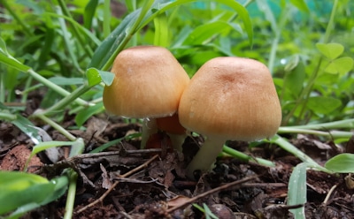Появились грибы на огороде — враг или полезный сосед для растений