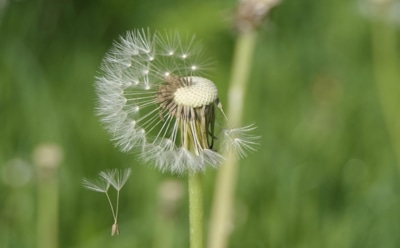 Вы сдуваете одуванчики неправильно: ученые всерьез выяснили причину «проблемы»