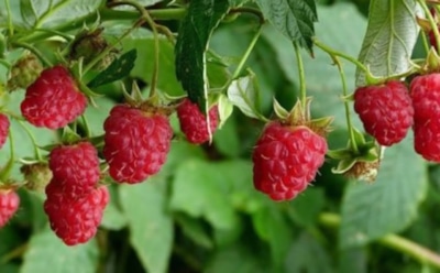 Осенью ношусь с секатором — летом собираю малину ведрами: залог богатого урожая ягод — в своевременной обрезке