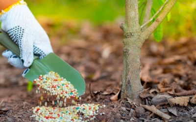 После сезона земля обеднела: эта осенняя обработка почвы вернет плодородие