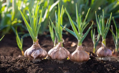 Зубчики в землю: хитрость осенней посадки чеснока для весеннего урожая