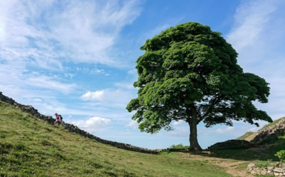 Раскрыта тайна дерева Робин Гуда: настоящий возраст удивил экспертов