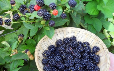 Ежевика отблагодарит сторицей: секрет обрезки осенью для пышного урожая