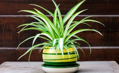 Когда хлорофитум грустит: главные причины пожелтевшей листвы и решение проблемы