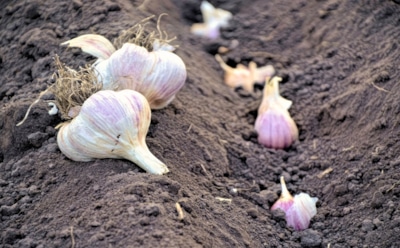 Как выбрать озимый чеснок: советы, которые обеспечат щедрый урожай