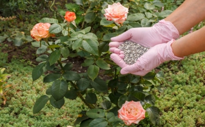 Приятных снов, Королева сада: чем необходимо подкормить розу перед зимой