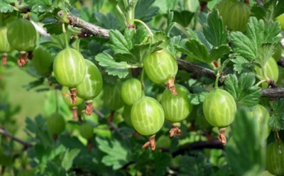 Укрытие крыжовника на зиму: осенние правила обрезки и подкормки для сохранности кустов