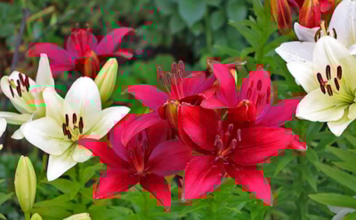 Нужно ли выкапывать лилии на зиму: ставим точку в споре