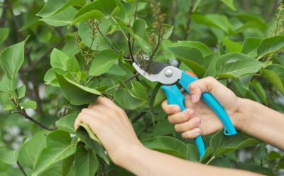 Осторожно, секатор: эти деревья и кусты нельзя трогать осенью