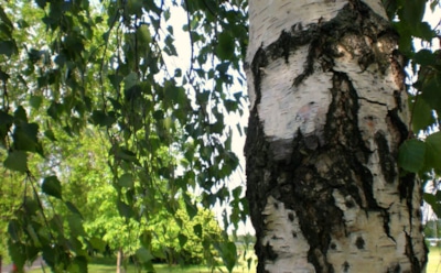 Беспокойное соседство: почему не стоит сажать березу возле огорода