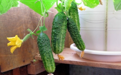 За окном метель, а у вас — свежие огурцы: эти сорта вырастут даже на подоконнике зимой